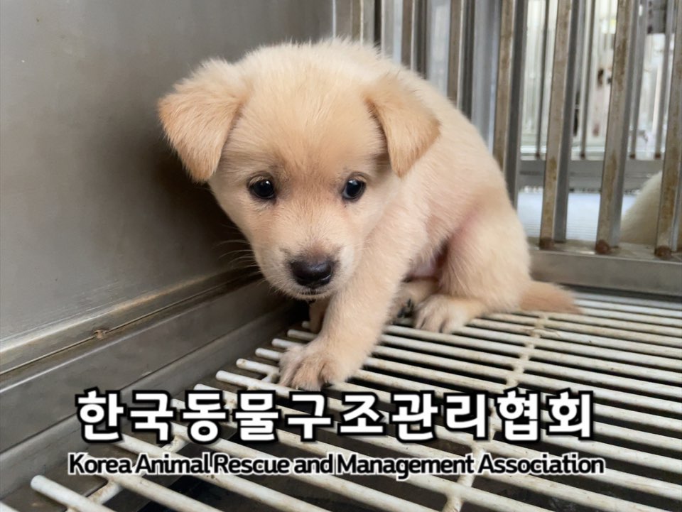종료(안락사) 믹스…